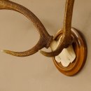 Red deer antlers, small antlers on artificial skull, 6-pointer, deer, H 46 cm, deer antlers, shield
