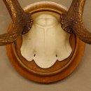 Red deer antlers, small antlers on artificial skull, 6-pointer, deer, H 46 cm, deer antlers, shield
