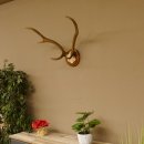 Red deer antlers, small antlers on artificial skull, 6-pointer, deer, H 46 cm, deer antlers, shield