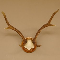 Red deer antlers, small antlers on artificial skull, 6-pointer, deer, H 46 cm, deer antlers, shield