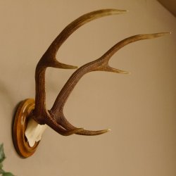 Red deer antlers, small antlers on artificial skull, 6-pointer, deer, H 46 cm, deer antlers, shield