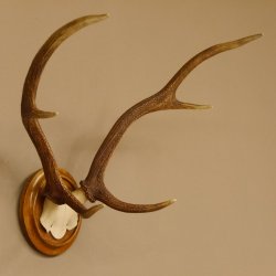 Red deer antlers, small antlers on artificial skull, 6-pointer, deer, H 46 cm, deer antlers, shield