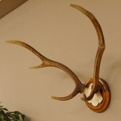 Red deer antlers, small antlers on artificial skull, 6-pointer, deer, H 46 cm, deer antlers, shield