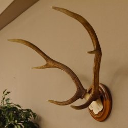 Red deer antlers, small antlers on artificial skull, 6-pointer, deer, H 46 cm, deer antlers, shield