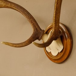 Red deer antlers, small antlers on artificial skull, 6-pointer, deer, H 46 cm, deer antlers, shield