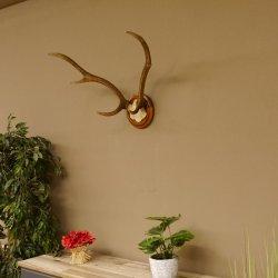 Red deer antlers, small antlers on artificial skull, 6-pointer, deer, H 46 cm, deer antlers, shield