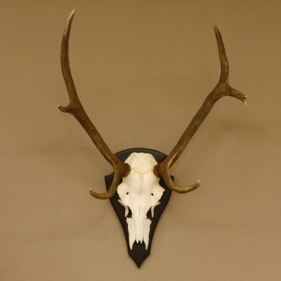 Rothirschgeweih ung. 8 ender Hirsch Höhe 78 cm Hirschgeweih Geweih Trophäenschild 70.1029