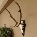 Rothirschgeweih ung. 8 ender Hirsch Höhe 78 cm Hirschgeweih Geweih Trophäenschild 70.1029