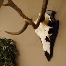 Rothirschgeweih ung. 8 ender Hirsch Höhe 78 cm Hirschgeweih Geweih Trophäenschild 70.1029