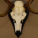 Rothirschgeweih ung. 8 ender Hirsch Höhe 78 cm Hirschgeweih Geweih Trophäenschild 70.1029