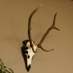 Rothirschgeweih ung. 8 ender Hirsch Höhe 78 cm Hirschgeweih Geweih Trophäenschild 70.1029