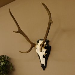 Rothirschgeweih ung. 8 ender Hirsch Höhe 78 cm Hirschgeweih Geweih Trophäenschild 70.1029