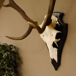 Rothirschgeweih ung. 8 ender Hirsch Höhe 78 cm Hirschgeweih Geweih Trophäenschild 70.1029