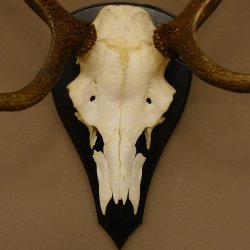 Rothirschgeweih ung. 8 ender Hirsch Höhe 78 cm Hirschgeweih Geweih Trophäenschild 70.1029