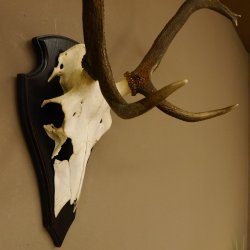 Rothirschgeweih ung. 8 ender Hirsch Höhe 78 cm Hirschgeweih Geweih Trophäenschild 70.1029