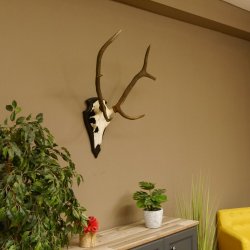 Rothirschgeweih ung. 8 ender Hirsch Höhe 78 cm Hirschgeweih Geweih Trophäenschild 70.1029