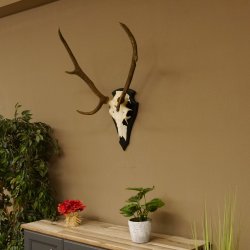 Rothirschgeweih ung. 8 ender Hirsch Höhe 78 cm Hirschgeweih Geweih Trophäenschild 70.1029