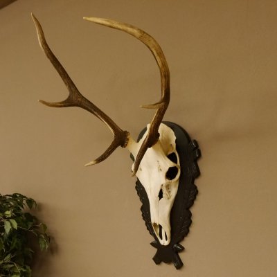 Cuernos de ciervo rojo 6 puntas Altura 79 cm Cuernos de ciervo Cuernos tallados con placa de trofeo 70.1030