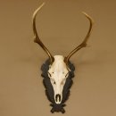 Cuernos de ciervo rojo 6 puntas Altura 79 cm Cuernos de ciervo Cuernos tallados con placa de trofeo 70.1030