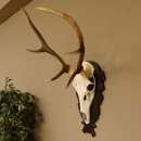 Cuernos de ciervo rojo 6 puntas Altura 79 cm Cuernos de ciervo Cuernos tallados con placa de trofeo 70.1030