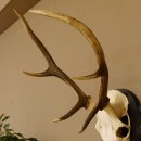 Cuernos de ciervo rojo 6 puntas Altura 79 cm Cuernos de ciervo Cuernos tallados con placa de trofeo 70.1030