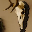 Cuernos de ciervo rojo 6 puntas Altura 79 cm Cuernos de ciervo Cuernos tallados con placa de trofeo 70.1030