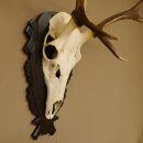 Cuernos de ciervo rojo 6 puntas Altura 79 cm Cuernos de ciervo Cuernos tallados con placa de trofeo 70.1030