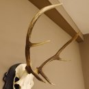 Cuernos de ciervo rojo 6 puntas Altura 79 cm Cuernos de ciervo Cuernos tallados con placa de trofeo 70.1030