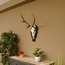 Cuernos de ciervo rojo 6 puntas Altura 79 cm Cuernos de ciervo Cuernos tallados con placa de trofeo 70.1030