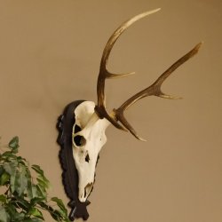 Cuernos de ciervo rojo 6 puntas Altura 79 cm Cuernos de ciervo Cuernos tallados con placa de trofeo 70.1030