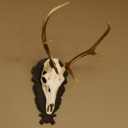 Cuernos de ciervo rojo 6 puntas Altura 79 cm Cuernos de ciervo Cuernos tallados con placa de trofeo 70.1030