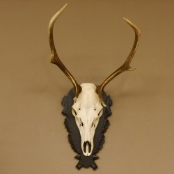 Cuernos de ciervo rojo 6 puntas Altura 79 cm Cuernos de ciervo Cuernos tallados con placa de trofeo 70.1030