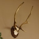 Corna di cervo rosso 6 punte Altezza 59 cm Corna di cervo...