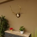 Corna di cervo rosso 6 punte Altezza 59 cm Corna di cervo...