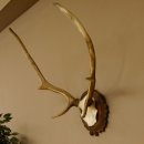 Red deer antlers 6-point stag Height 59 cm Deer antlers Carved trophy plaque 70.1031