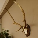 Red deer antlers 6-point stag Height 59 cm Deer antlers Carved trophy plaque 70.1031