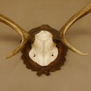 Red deer antlers 6-point stag Height 59 cm Deer antlers Carved trophy plaque 70.1031