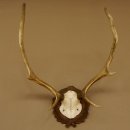 Red deer antlers 6-point stag Height 59 cm Deer antlers Carved trophy plaque 70.1031