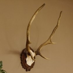 Red deer antlers 6-point stag Height 59 cm Deer antlers Carved trophy plaque 70.1031