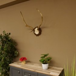 Red deer antlers 6-point stag Height 59 cm Deer antlers Carved trophy plaque 70.1031