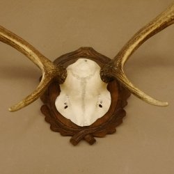 Red deer antlers 6-point stag Height 59 cm Deer antlers Carved trophy plaque 70.1031