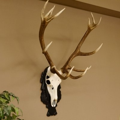 Corna di cervo rosso 6 punte Altezza 59 cm Corna di cervo Trofeo intagliato 70.1031