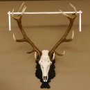 Corna di cervo rosso 6 punte Altezza 59 cm Corna di cervo Trofeo intagliato 70.1031