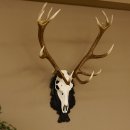 Red deer antlers 6-point stag Height 59 cm Deer antlers...