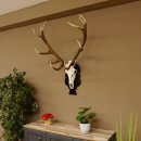 Corna di cervo rosso 6 punte Altezza 59 cm Corna di cervo Trofeo intagliato 70.1031