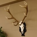 Corna di cervo rosso 6 punte Altezza 59 cm Corna di cervo Trofeo intagliato 70.1031