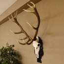 Corna di cervo rosso 6 punte Altezza 59 cm Corna di cervo Trofeo intagliato 70.1031