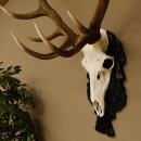 Corna di cervo rosso 6 punte Altezza 59 cm Corna di cervo Trofeo intagliato 70.1031