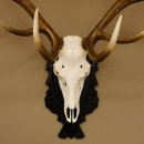 Corna di cervo rosso 6 punte Altezza 59 cm Corna di cervo Trofeo intagliato 70.1031