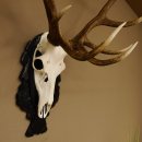 Corna di cervo rosso 6 punte Altezza 59 cm Corna di cervo Trofeo intagliato 70.1031